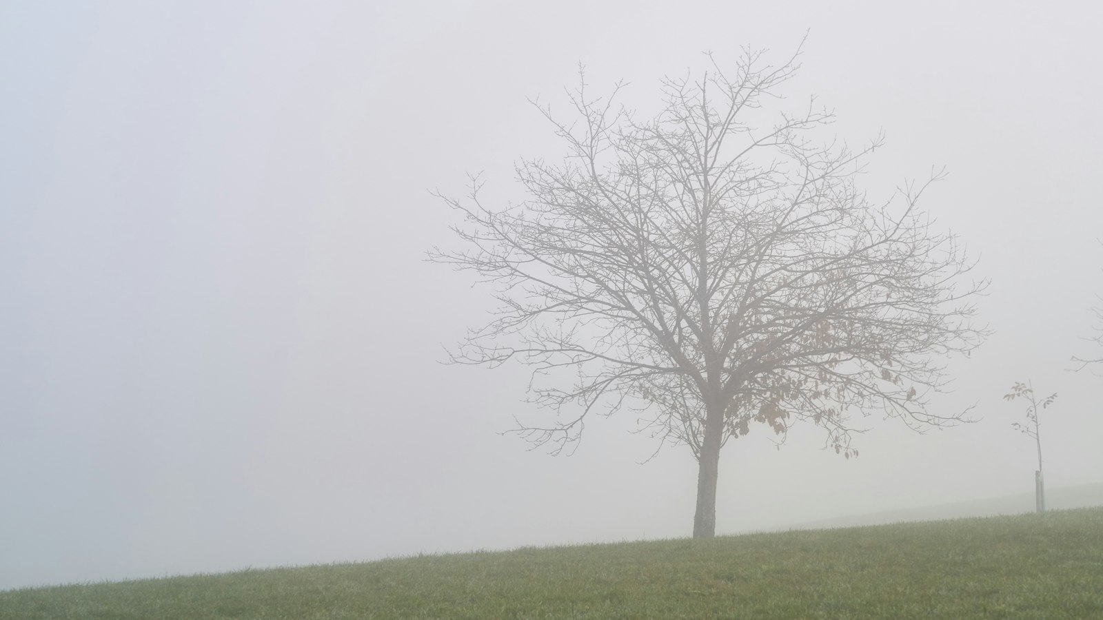 Un arbre seul dans un champ, enveloppé de brume