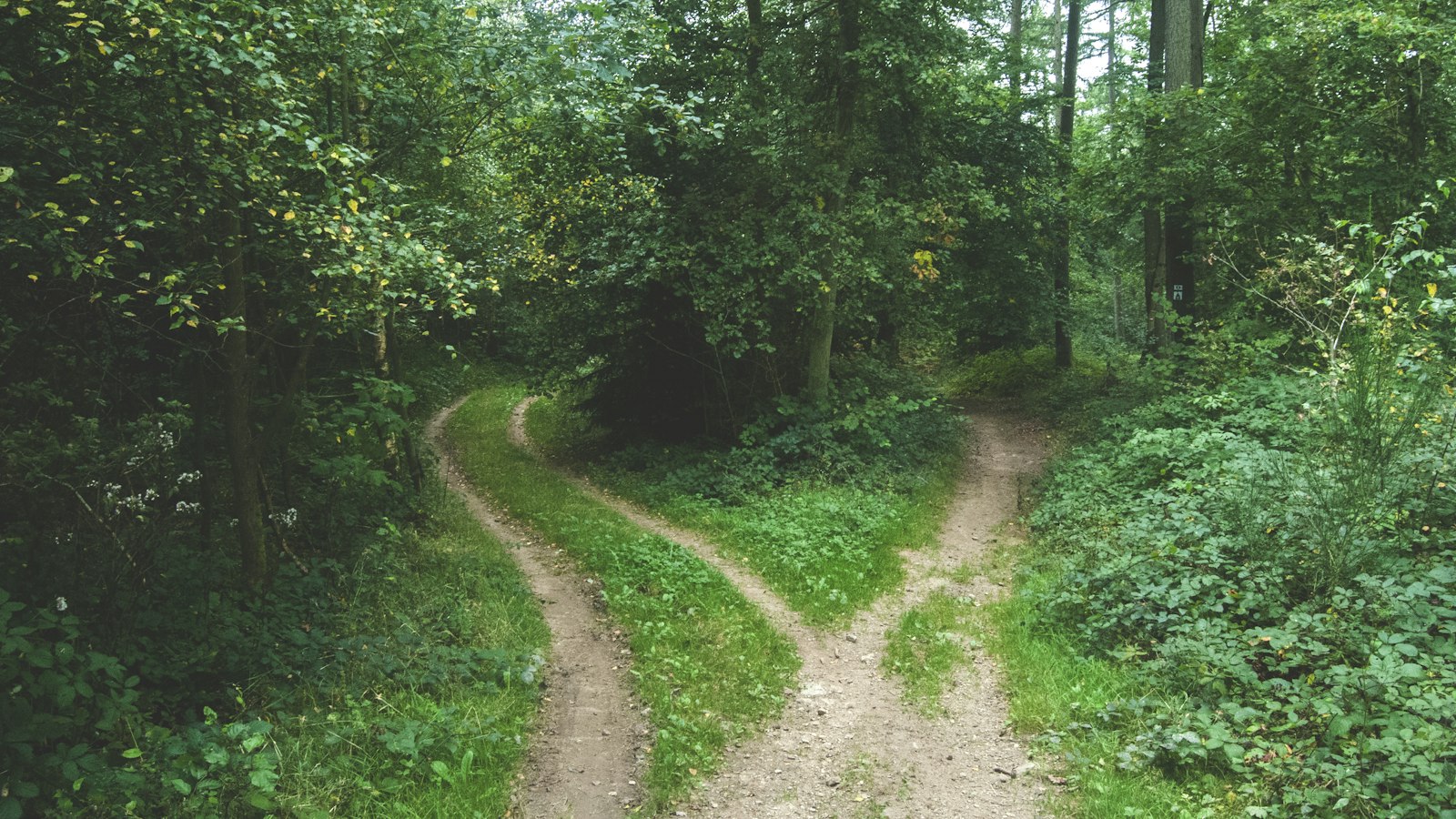 Un chemin forestier qui se divise en deux
